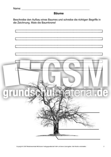 Arbeitsblatt-Bäume-3.pdf